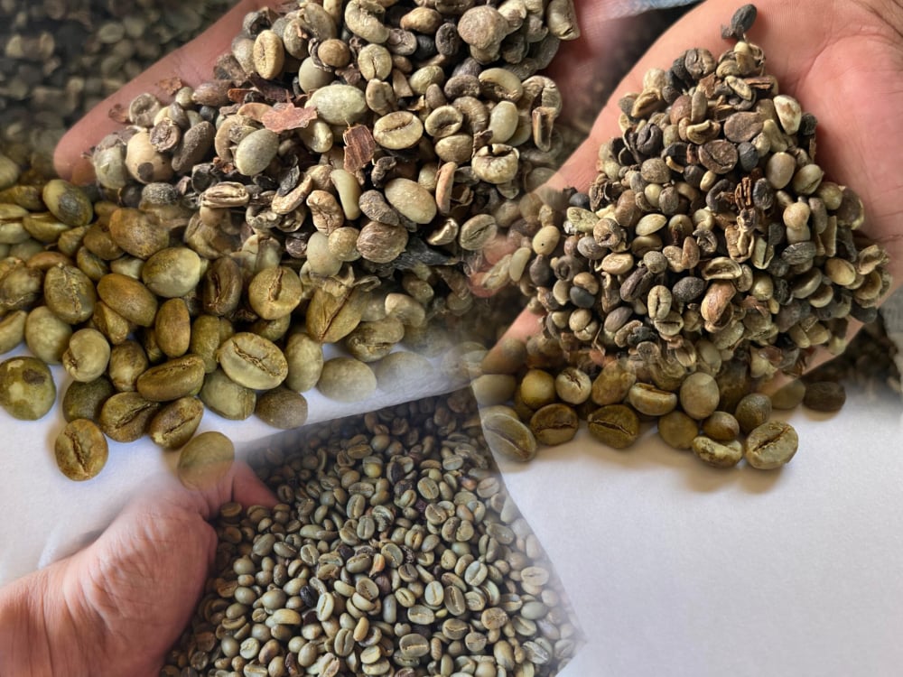 Robusta Coffee